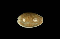 藏品(腰斑寶螺)的圖片